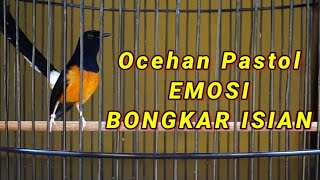 Download lagu PANCINGAN MURAI PASTOL MENAIKAN EMOSI BONGKAR ISIAN LANGSUNG NYAUT SEKETIKA mp3