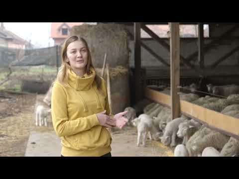 Farma ILE DE FRANCE rase OVACA u selu Kulpin - U nasem ataru 1081