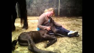 Migiel mijn trouwe vriend