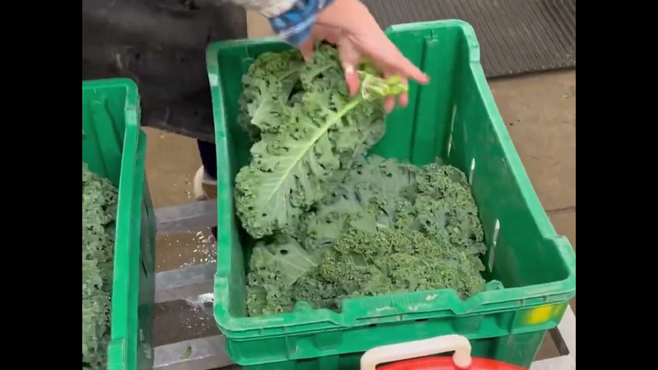 About Our CSA Program