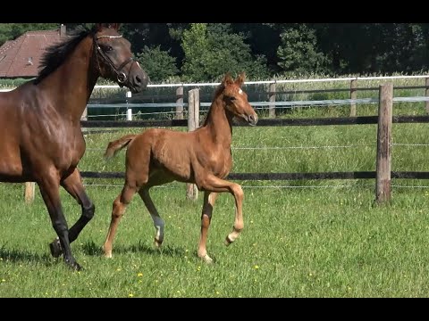 *2020 Stute von La Vie - Relevant SOLD!!!