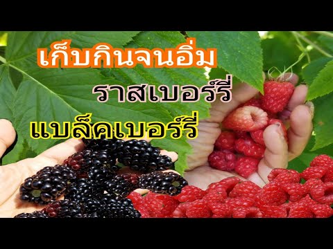 ซื้อเชื้อโรคหญิงใน Zaporozhye ที่ร้านขายยา การเยียวยาชาวบ้านที่เป็นโรคเบาหวานรักษาความอ่อนแอ