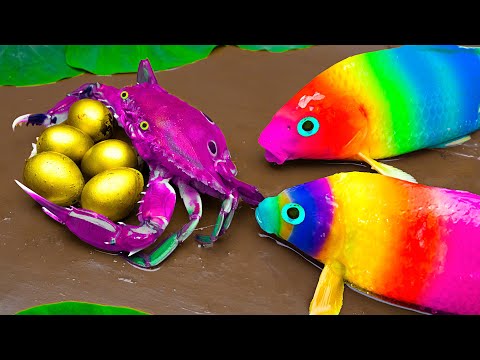 Mud Funny - Koi Fish, Crocodile Against Crab Prank - Survival Battle - Stop Motion Asmr In Mud Coco