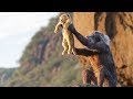 El Ciclo Sin Fin Opening El Rey León 2019 LATINO