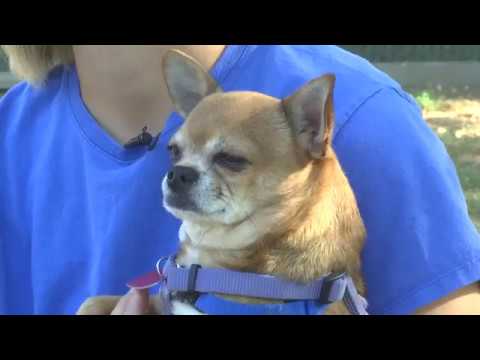 Pet of the Week: Sadhu