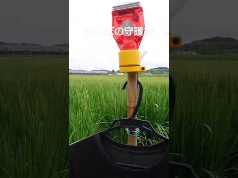 イノシシを追い払うにはどうすればいいですか？野生の豚を狩るための強力なイノシシよけのトップ 4 ソリューション  庭園