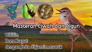 Download lagu Masteran CILILIN untuk burung Ciblek sawah, Ciblek gunung. mp3