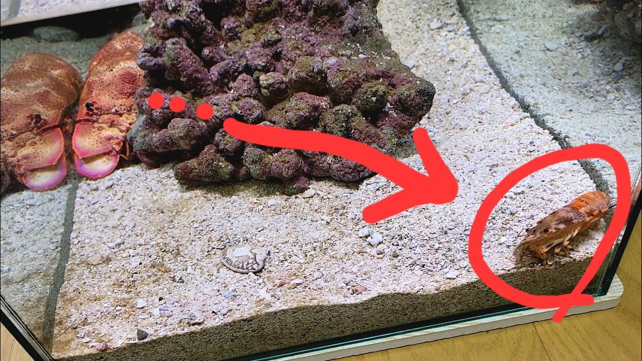 セミエビと(ヒメ)セミエビをいっしょに飼う