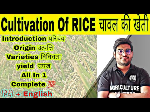 rice cultivation चावल की खेती paddy cultivation धान की खेती by Mayank Tripathi
