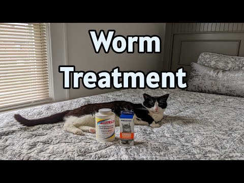 How to Treat Your Cats for Roundworms and Tapeworms l Home Remedy