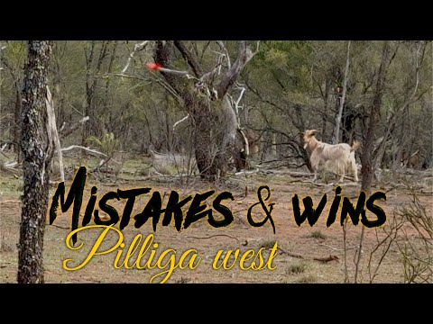 Pilliga west mistakes & wins - easy venison for lunch.