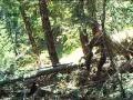 Black Bear Carrying Off Fawn