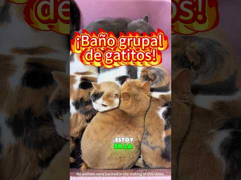 ¿Has visto a tantos gatitos bañándose juntos 🐱🐈🛁