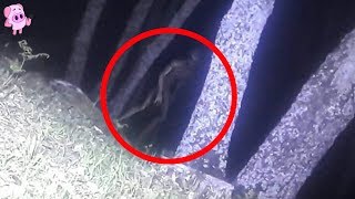 10 Strangest Things Ever Found in The Woods