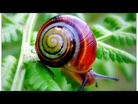 World's most beautiful snail. Cuban Snails.