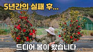 5년의 기다림, 드디어 꽃을 피웠습니다 (중부지방 동백 키우기) ????????