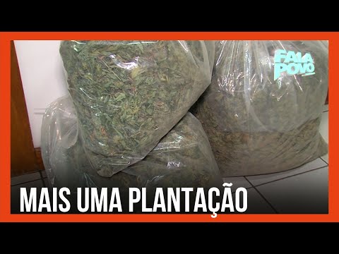 Polícia descobre plantação de maconha em Cascalho Rico; armas e dinheiros também foram apreendidos