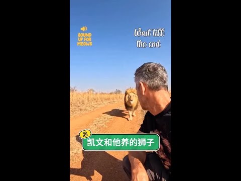 跨越物種的深情告白：獅語者凱文與獅子家族間，那份超越生死的生命守護。