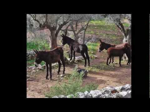 Tomeu Penya (Illes dins un riu)