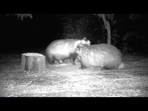 Badgers fighting.