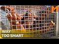 The Rescue Ape Who Keeps Dismantling Her Enclosure | Monkey Life Season 5 Episode 4