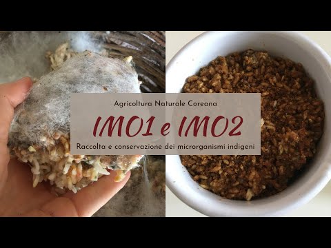 IMO1 e IMO2 - La raccolta dei microrganismi indigeni