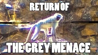 Return of the GREY MENACE | The Oxwagon Diaries, pt.19