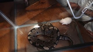 RAT AND SNAKE BATTLE TO THE DEATH! | Daily Dose S2Ep229