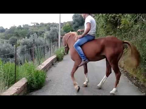, title : 'Cavallo al galoppo'
