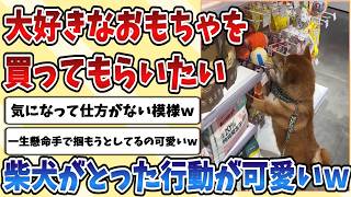 【2ch動物スレ】大好きなおもちゃをどうしても買ってもらいたい【柴犬】の行動がめちゃくちゃ可愛すぎるｗｗｗ