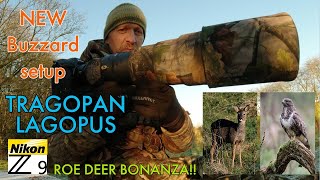 HOW TO PHOTOGRAPH BUZZARDS/ ROE DEER/ TRAGOPAN LAGOPUS/ NEW SETUP