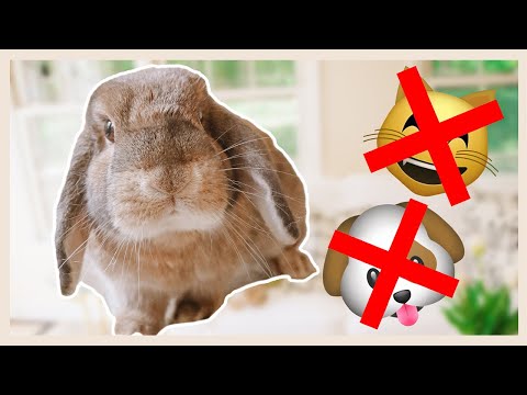 Rabbits are the BEST pets. Here's Why...