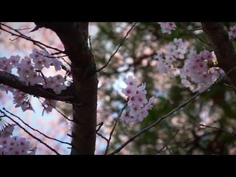 [ 第一回 ] 季節のはじまり、桜