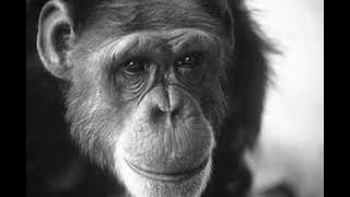Washoe - Chimpanzees and language