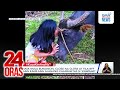 Bata Mula Bukidnon Close Na Close At Tila BFF Ang Kanilang Alagang Kalabaw Na Si Kawkaw 24 Oras