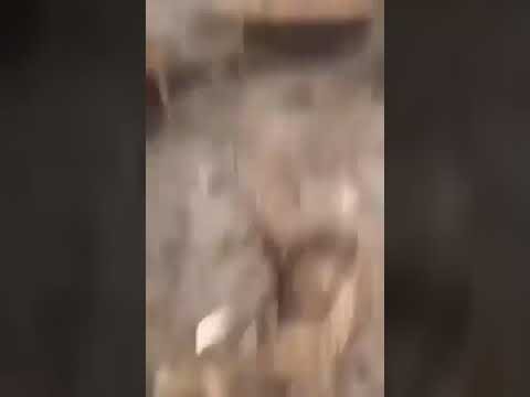 عصابة الجنرالات تحرق الطارف