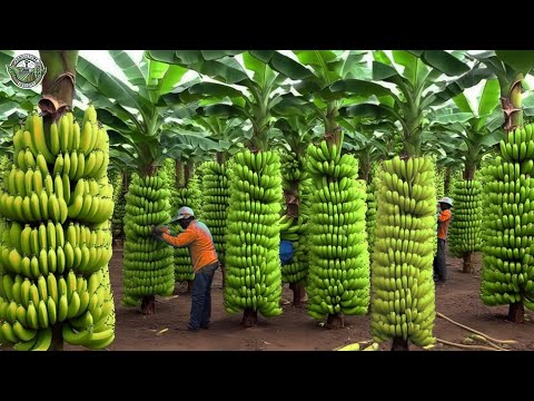 Harvest And Transport 7.6 Million Tons Of Bananas By Cable This Way | Agriculture Technology
