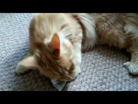 funny cats video compilation 2017