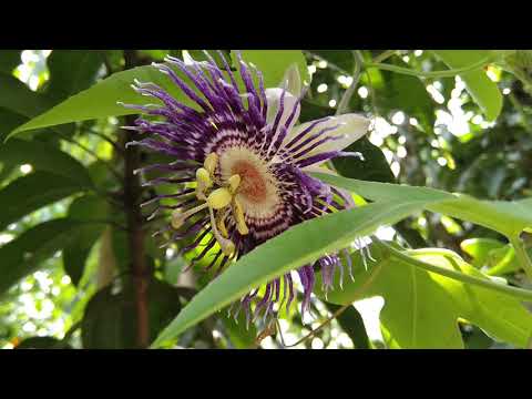 An unknown flower of my garden!