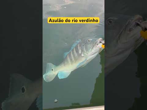 Capital do tucunaré azul. Itarumã Goiás #pesca #fishing #tucunareazul #pescaria #natureza