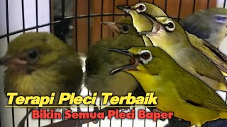 Download lagu TERAPI PLECI OMBYOKAN AGAR NGERIWIK (BUKA PARUH) mp3 Download lagu TERAPI PLECI OMBYOKAN AGAR NGERIWIK (BUKA PARUH) mp3