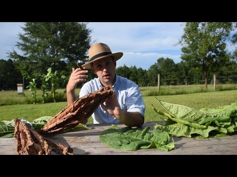 How to Cure Tobacco