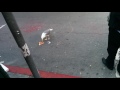 Seagull Eats Pizza