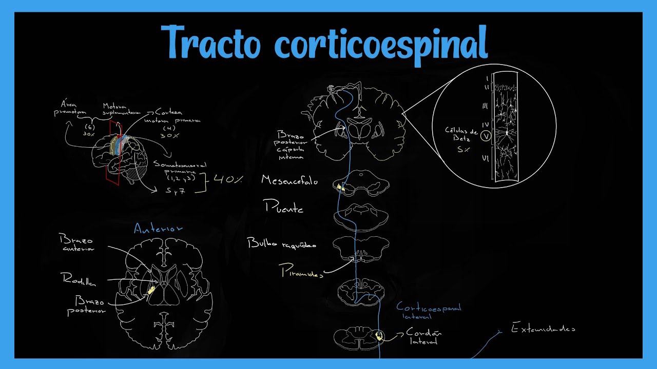 Tracto Corticoespinal (Sistema Piramidal) - EXPLICADO FÁCIL