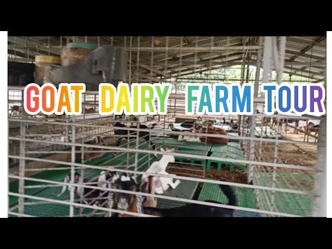 GOAT DAIRY FARM TOUR (PART 1)