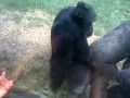 猩猩假裝交配逗途人開心，超搞笑的猩猩
