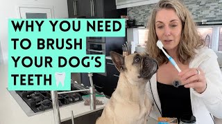 Brushing My Dog’s Teeth for 1 Year | The Real Results with Coconut Oil