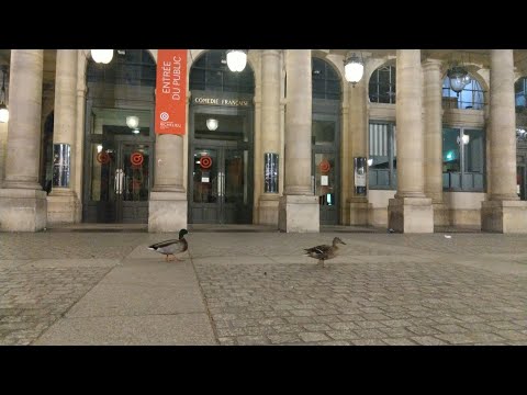 Paris ducks enjoy a night out as lockdown keeps humans indoors | AFP thumnail