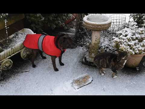 Auntie Kathies Rescue Tails @ YouTube video.