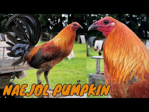 Beautiful Black Naejol Pumpkin 🎃 Roger Tabac Big Farm in Hawaii